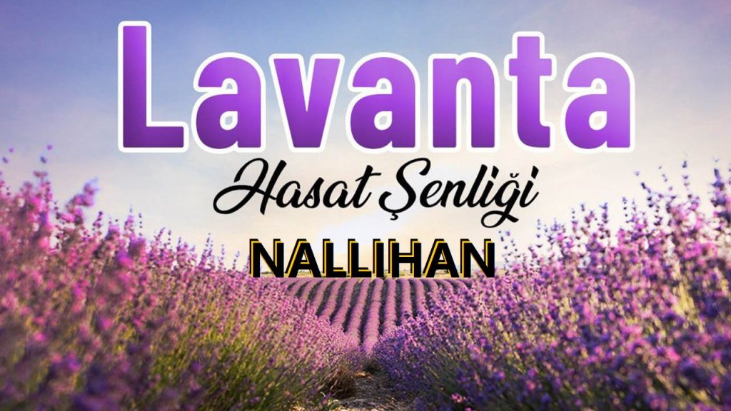 Nallıhan Lavanta Hasat Şenliği