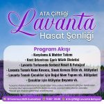 ATA Çiftliği Lavanta Bahçesi Hasat Şenliği